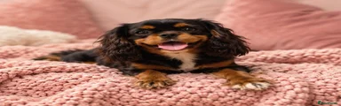 Cavalier King Charles Spaniel 3