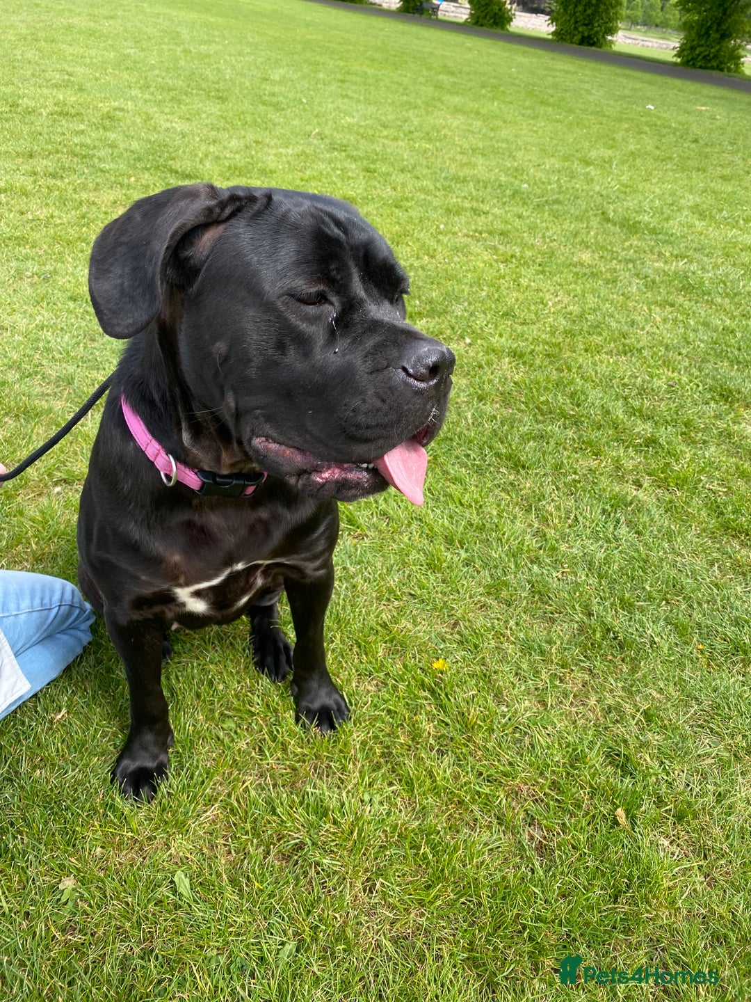 Cane Corso dogs for sale: Denver - Image 6