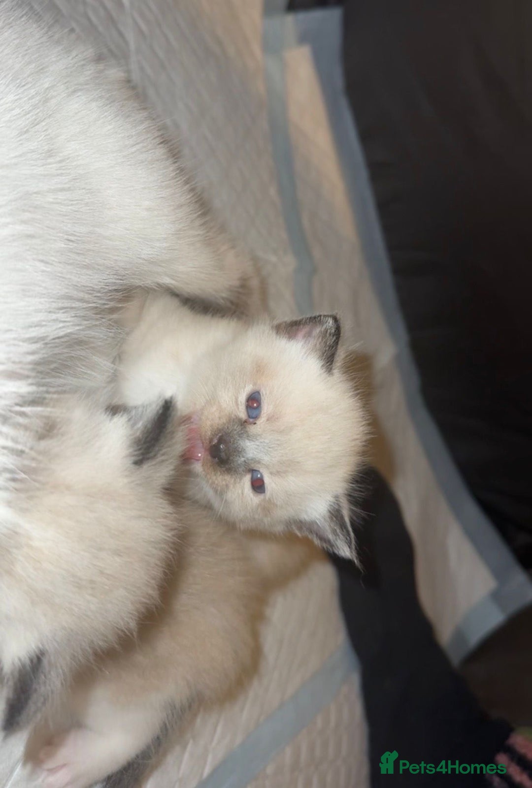 Ragdoll cats for sale: Ragdoll - Image 2