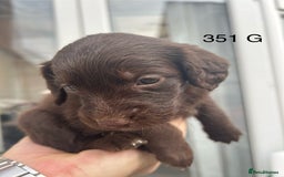 Labradoodle dogs for sale: 7 beautiful Labradoodle puppies available  - Image 27