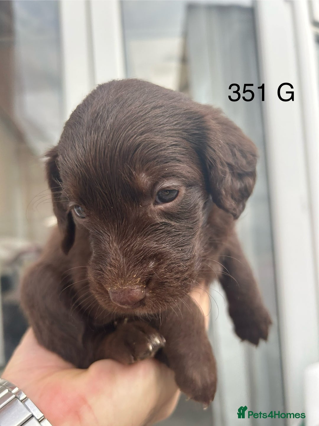 Labradoodle dogs for sale: 7 beautiful Labradoodle puppies available  - Image 27