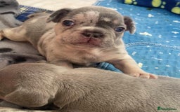 French Bulldog dogs for stud: 💎Blue & Tan 🤎 Merle French bulldog stud 🧬🔥 in Manchester - Image 30