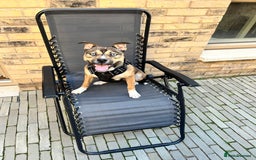 Mixed Breed dogs for sale: Rehome Coco - Image 3