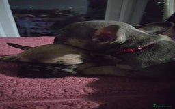 French Bulldog dogs for sale: French bull dog Puppies - Image 31