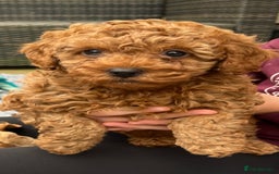 Cockapoo dogs for sale: Stunning Superb DNA Clear F1B Toy Cockapoo Pups - Image 11