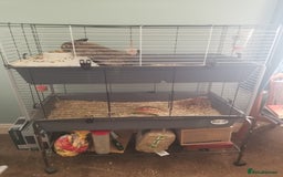 Tan rabbits for sale: THOR  - Image 1
