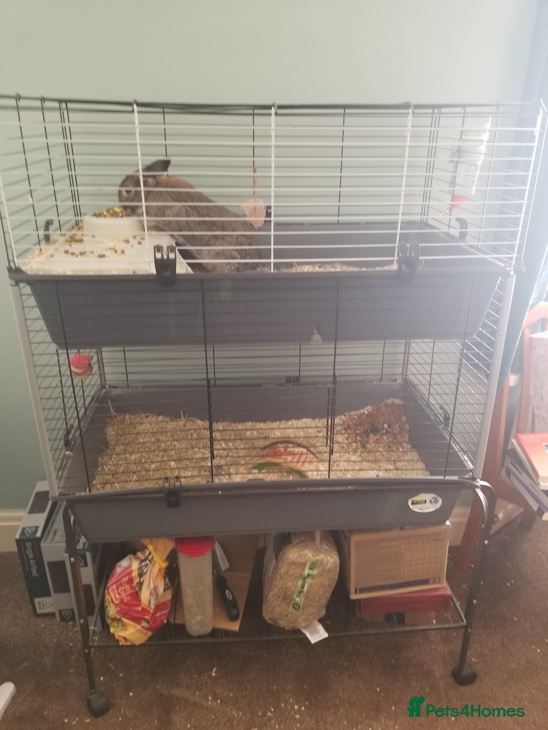 Tan rabbits for sale: THOR  - Image 1