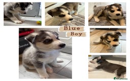 Siberian Husky dogs for sale: Strong Chunky Siberian Husky puppy’s  - Image 7