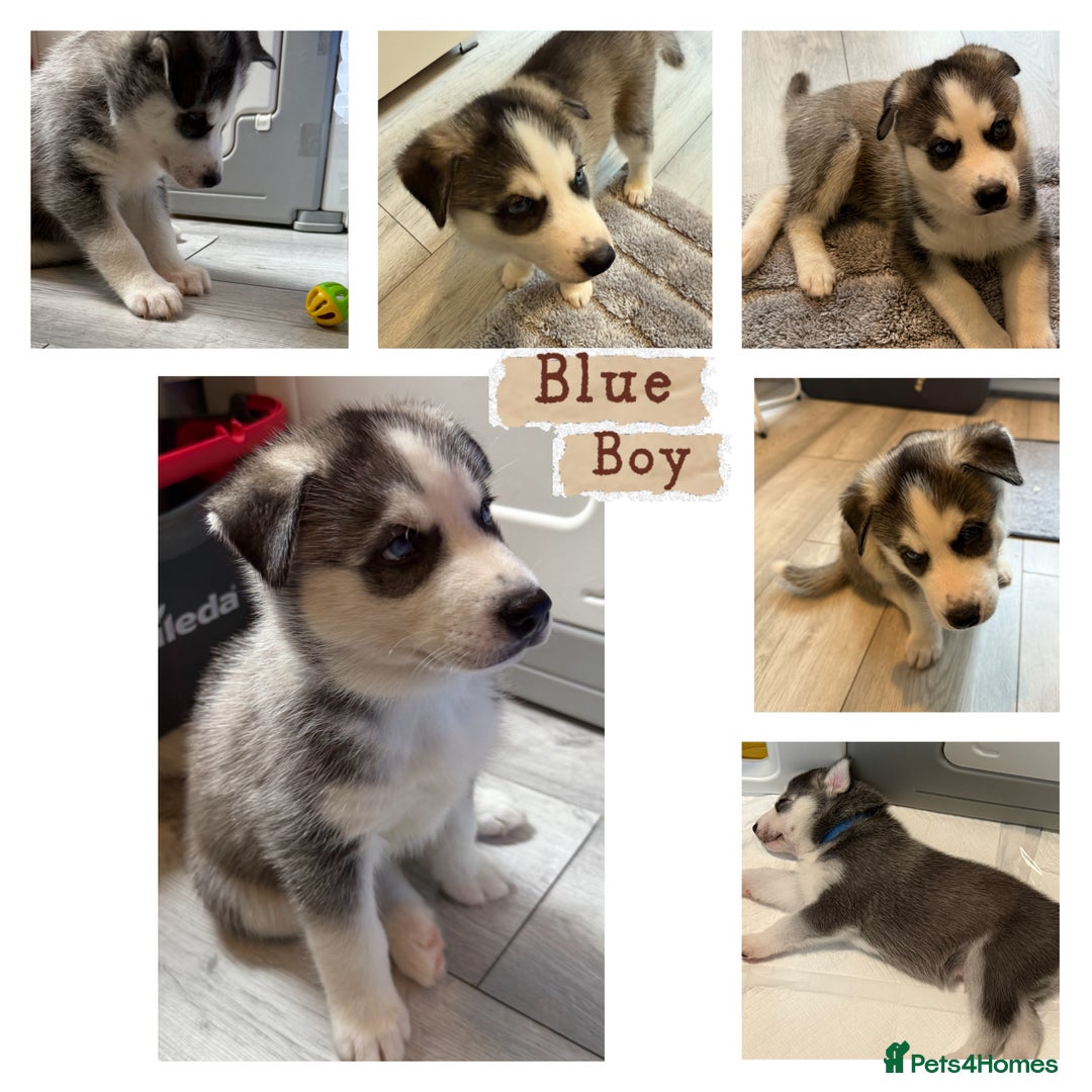 Siberian Husky dogs for sale: Strong Chunky Siberian Husky puppy’s  - Image 7