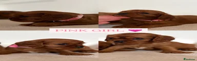 PINK GIRL 