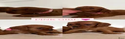 Cavalier King Charles Spaniel dogs for sale: KC Registered Cavalier King Charles Spaniel Puppys in Gravesend - Advert 10