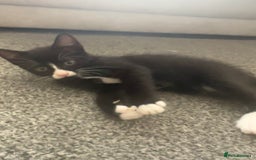 Mixed Breed cats for sale: 6 kittens for sale - Image 7