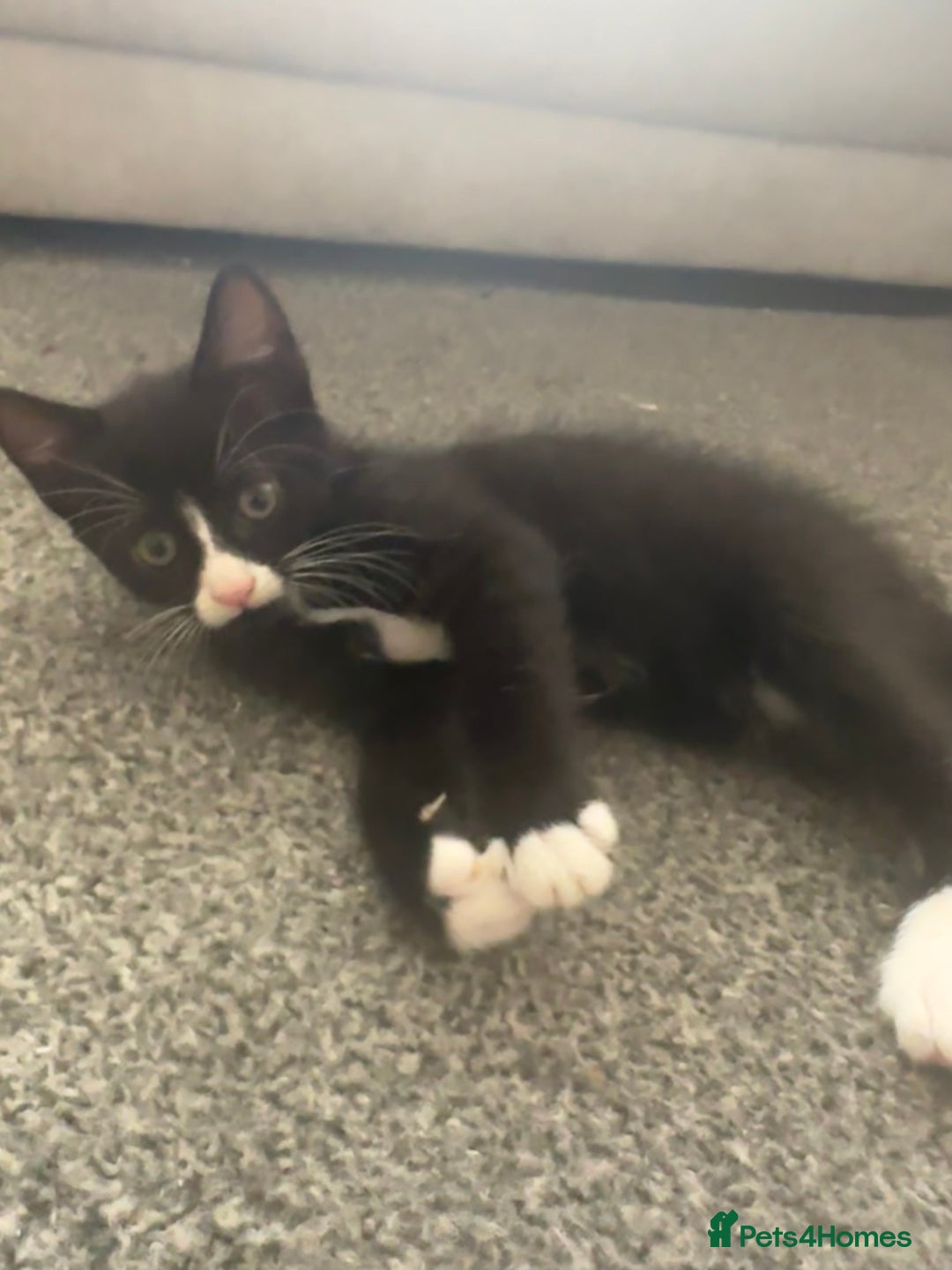 Mixed Breed cats for sale: 6 kittens for sale - Image 7
