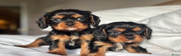 Cavalier King Charles Spaniel dogs for sale: 🐶KC REG, EXTENSIVELY HEALTH TESTED CAVALIER 🐶  - Advert 30
