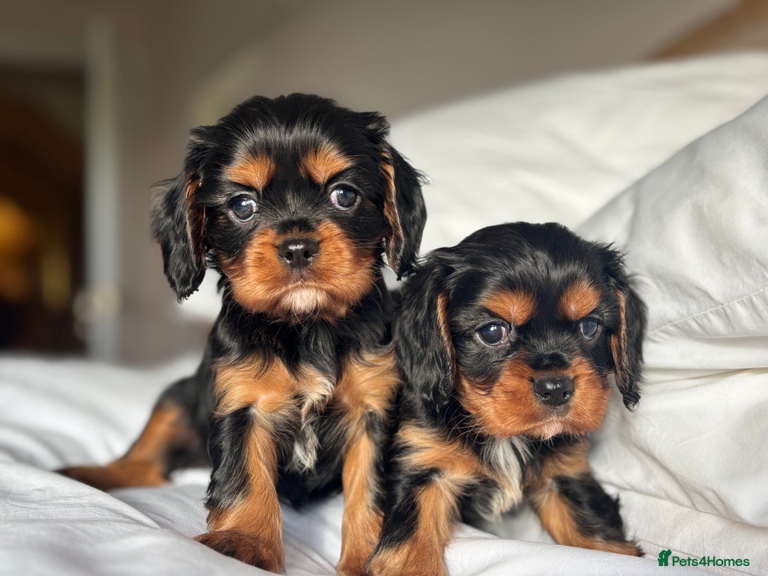 Cavalier King Charles Spaniel dogs for sale: 🐶KC REG, EXTENSIVELY HEALTH TESTED CAVALIER 🐶  - Advert 30