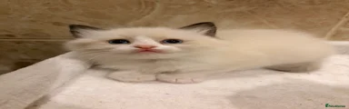 Ragdoll 3