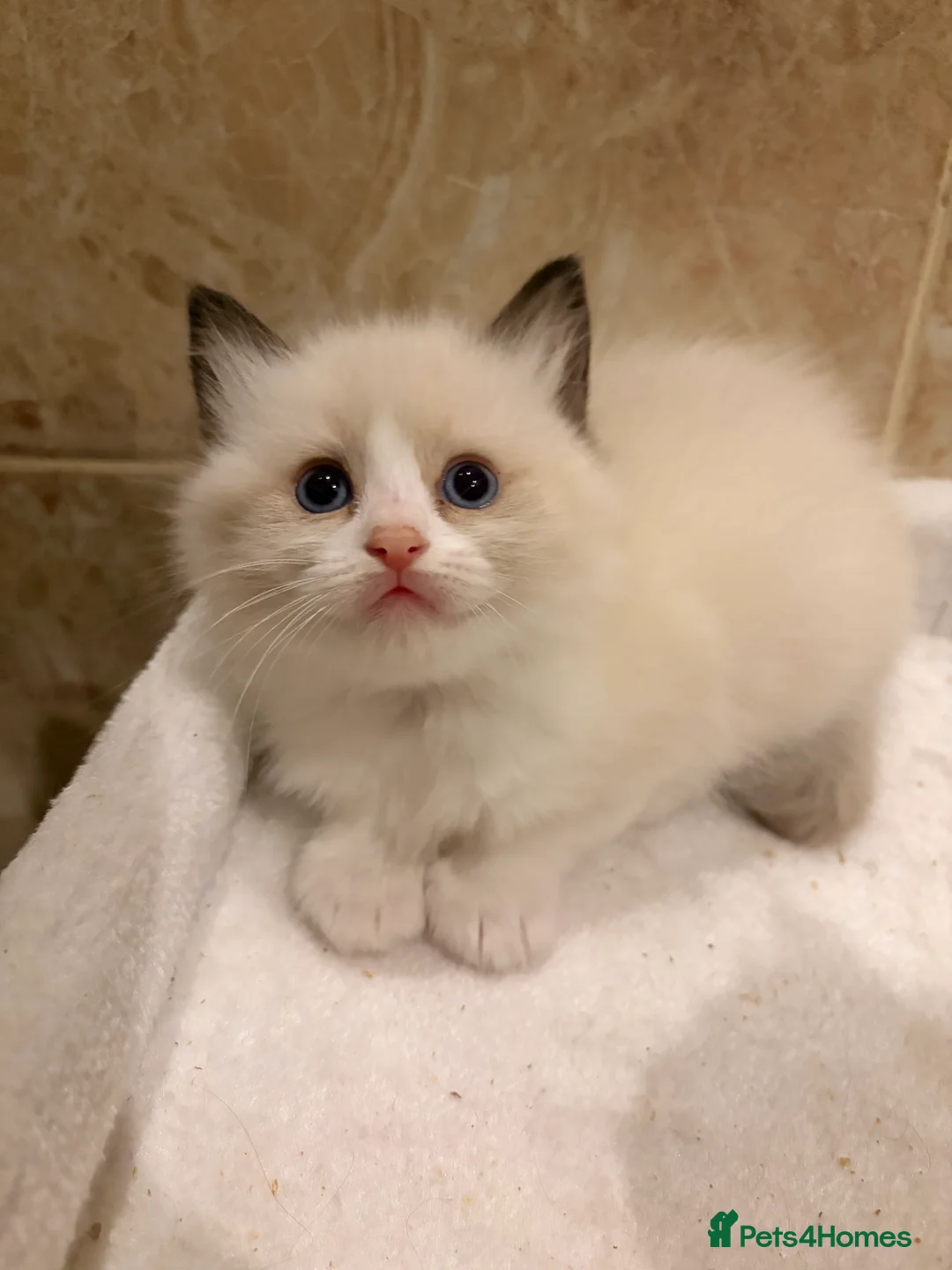Ragdoll cats for sale: Last remaining Female Ragdoll GCCF Kitten - Advert 38