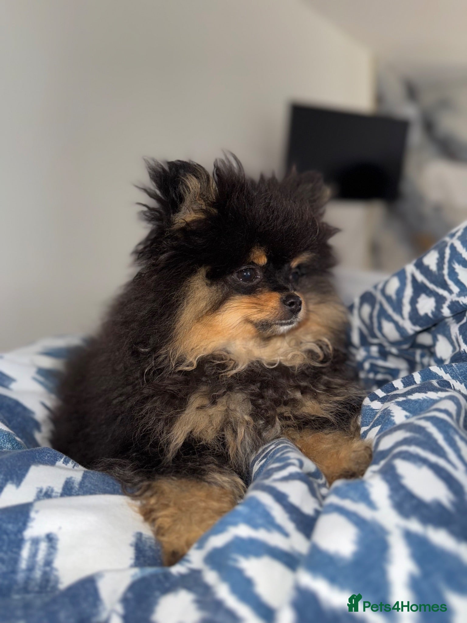 Pomeranian dogs Tiny Russian Teddy Pomeranians  - Advert 11