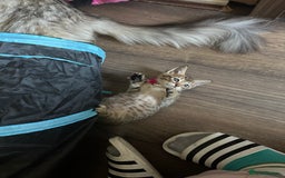 Maine Coon cats for sale: Mainecoon x  - Image 19