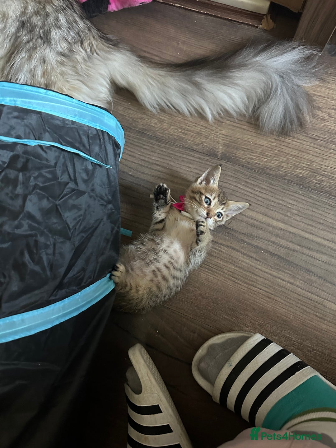 Maine Coon cats for sale: Mainecoon x  - Image 19