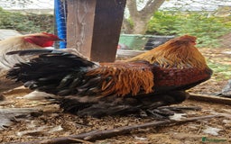 Chickens poultry for sale: Brahma Cockrels for sale  - Image 6