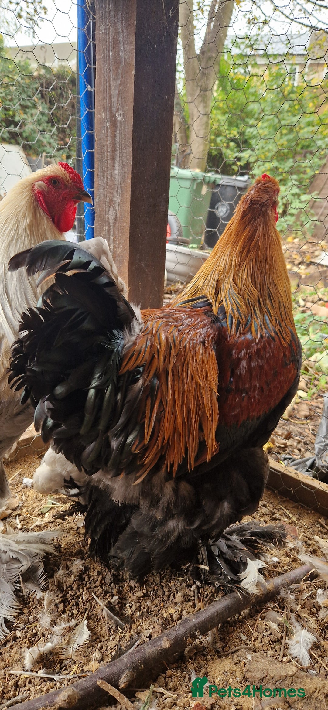 Chickens poultry for sale: Brahma Cockrels for sale  - Image 6