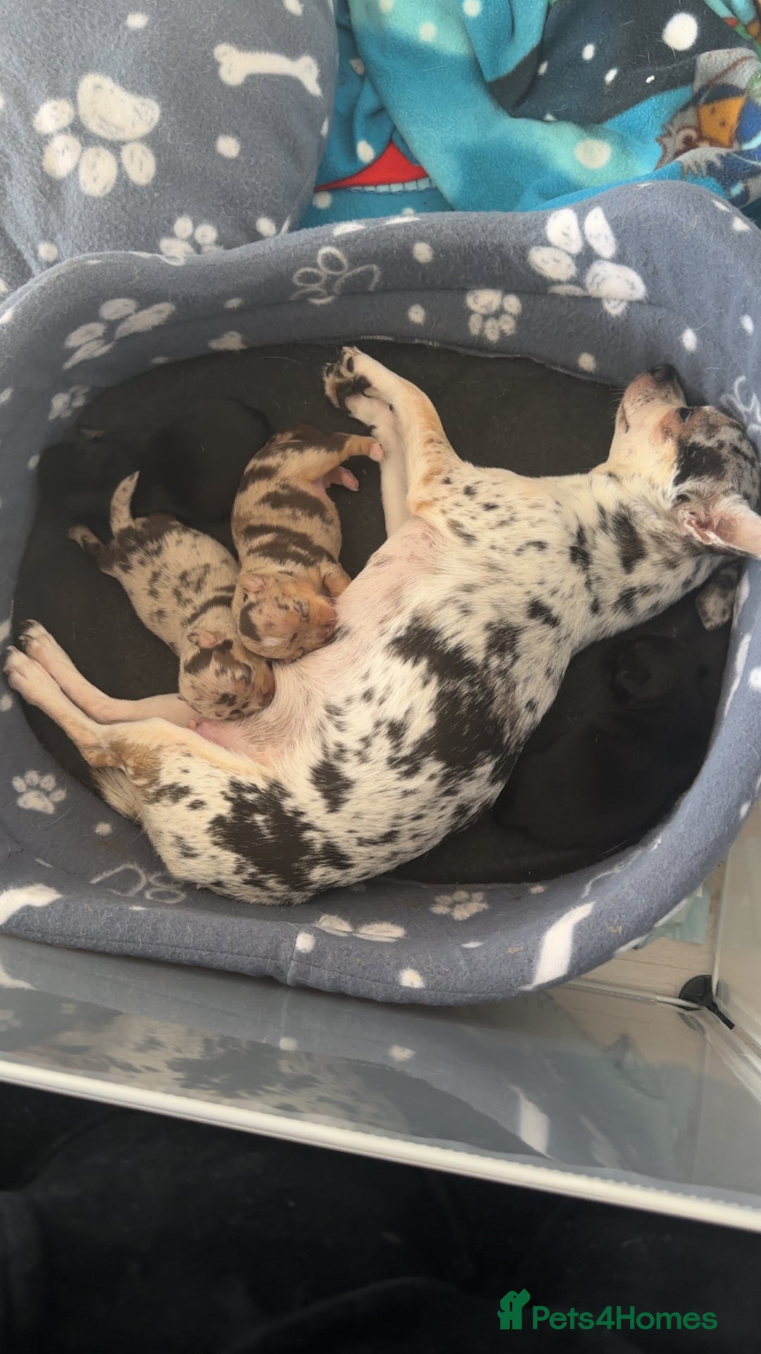 Chihuahua dogs for sale: Meet Reggie  - Image 7