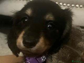 Miniature Dachshund dogs - Advert 6