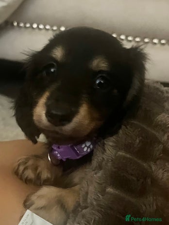 Miniature Dachshund dogs - Advert 4