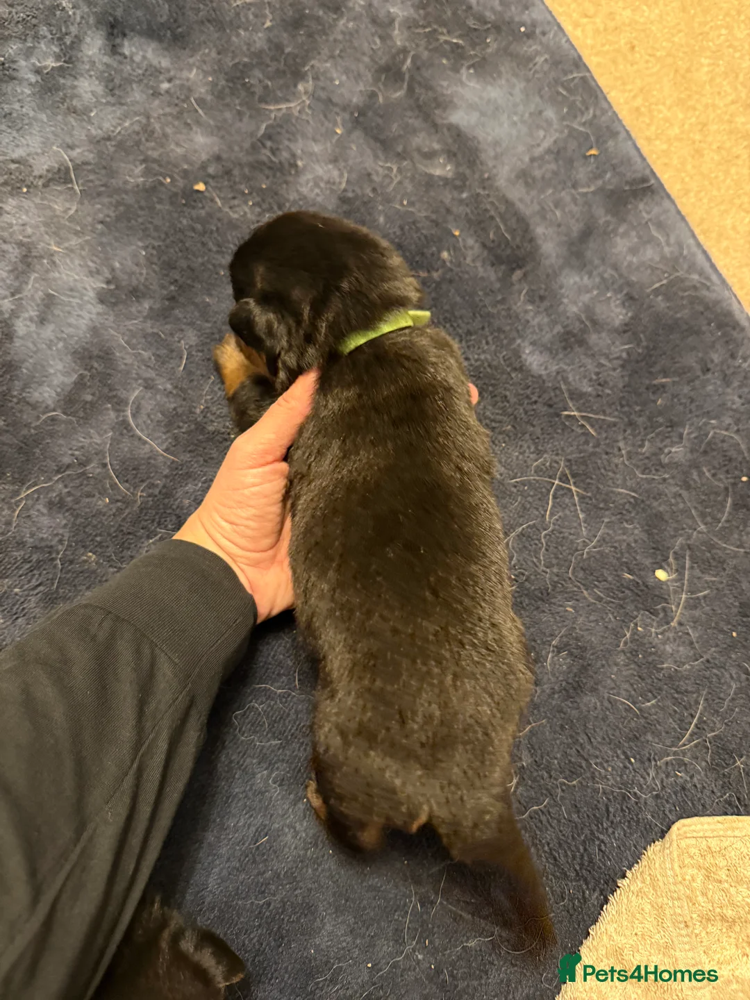 Mixed Breed dogs for sale: Shepweiler Puppies (GSD x Rottie) - Advert 15