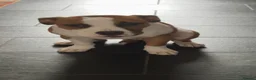 American Bulldog dogs for sale: 7 month old American Bulldog  - Advert 12