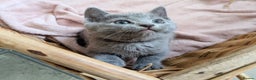 Russian Blue cats for sale: TICA Registered kittens  - Advert 2