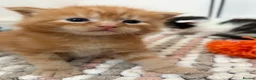 Mixed Breed cats for sale:     Healthy Playful Kittens - Advert 23