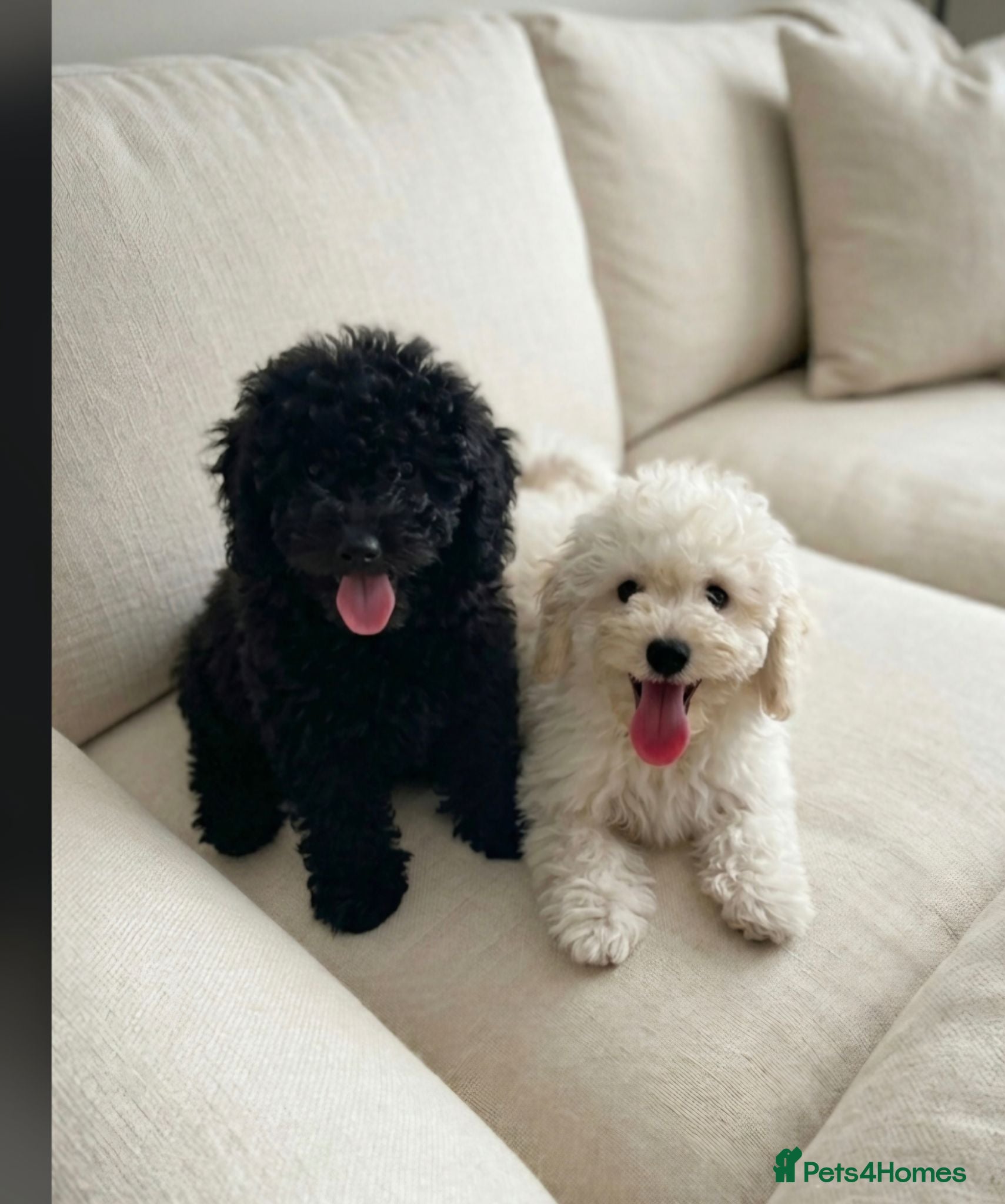 Mixed Breed dogs Hungarian puli cross poodle  - Advert 10