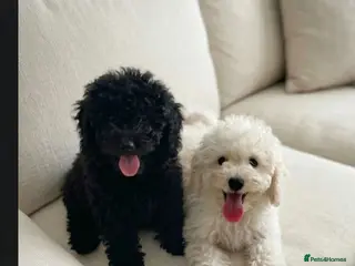 Mixed Breed dogs Hungarian puli cross poodle - Advert 1