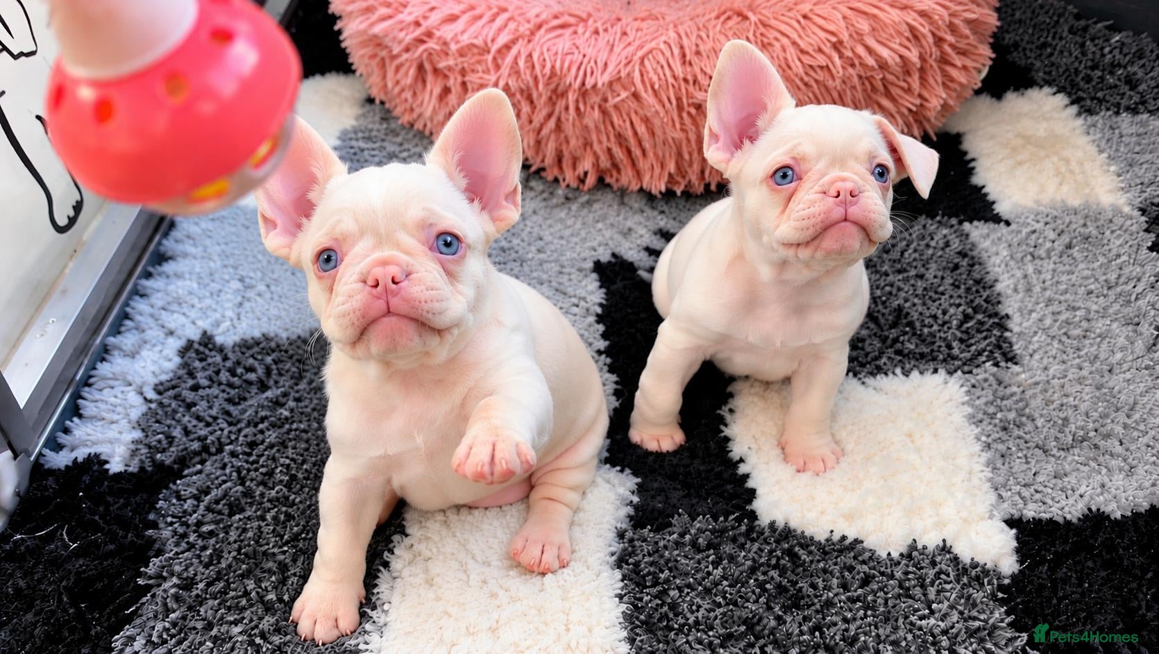 French Bulldog dogs for sale: Last Pink Boy 😍 - Advert 5