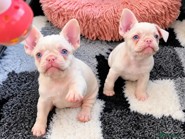 French Bulldog dogs for sale: Last Boy 😍 - Advert 1
