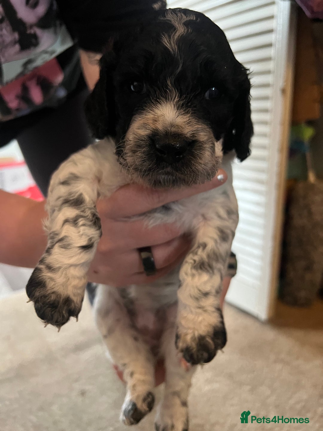 Mixed Breed dogs for sale: Spaniel Puppies For Sale - Advert 10