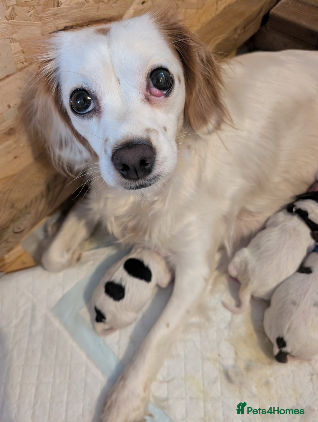 Mixed Breed dogs for sale: Cockapoo's  - Advert 11