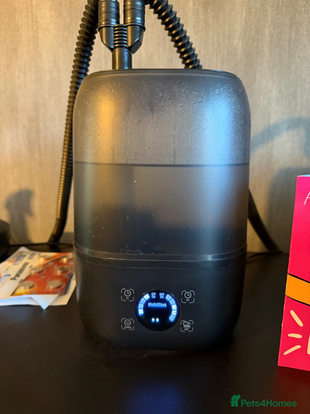 Lizard reptiles for sale: Argentine Tegu + Full Vivarium Setup- ready to Go - Advert 2