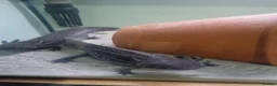 Other/Mixed Breed fish for sale: Axolotl fish  in Barnsley - Advert 6