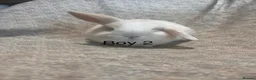 Mini Lop rabbits for sale: Mini lop baby rabbits  - Advert 6