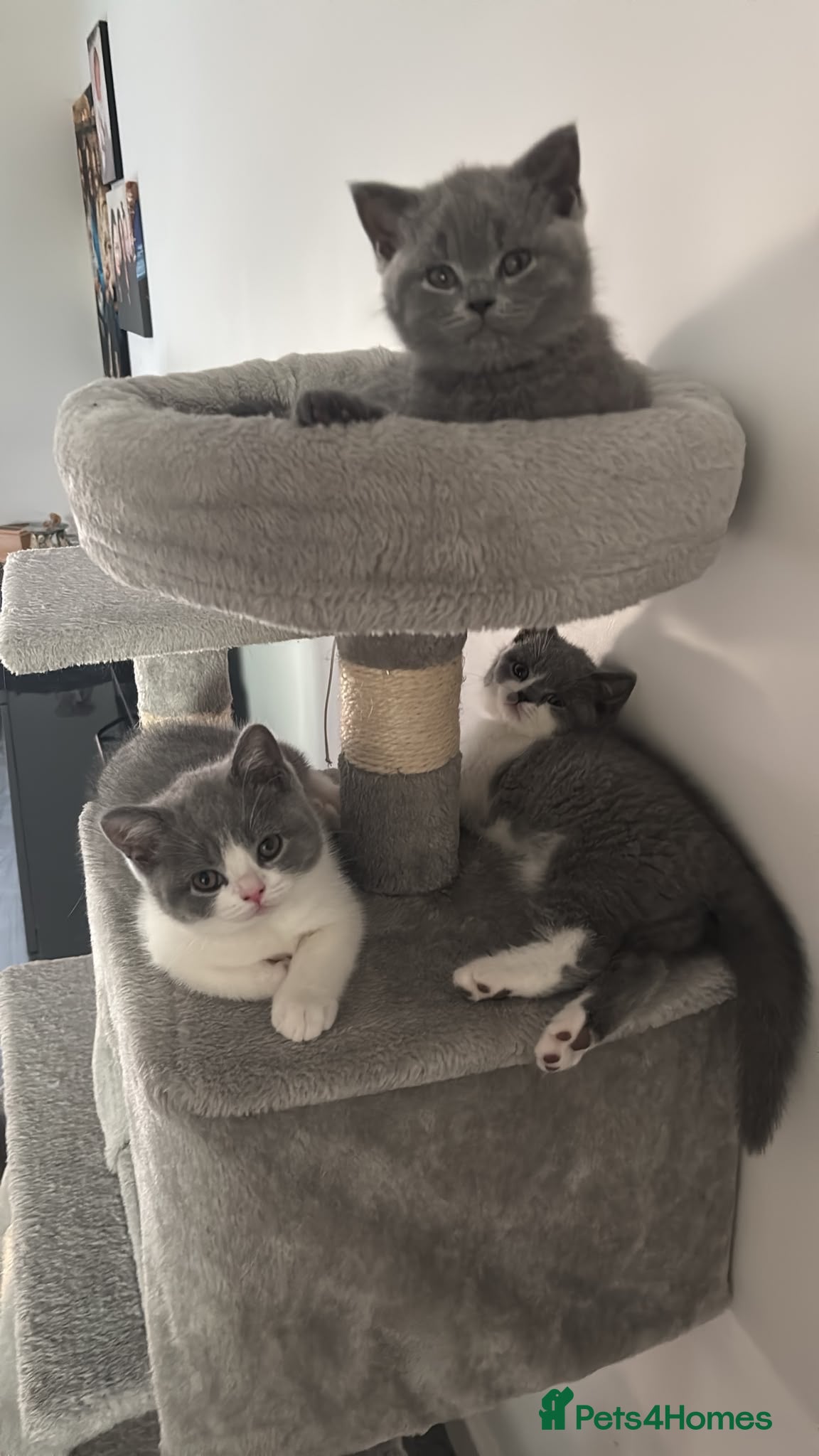 British Shorthair cats 🧸Chunky British Shorthair Kittens🧸 - Advert 2
