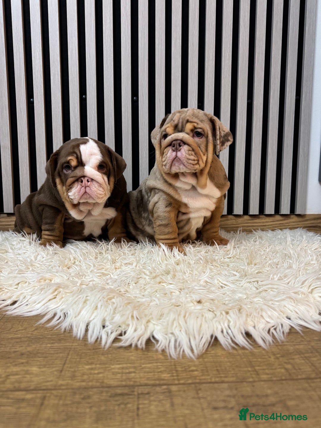 English Bulldog dogs for sale: Our girls looking for a warm sofa and full love ❤️ - Advert 19
