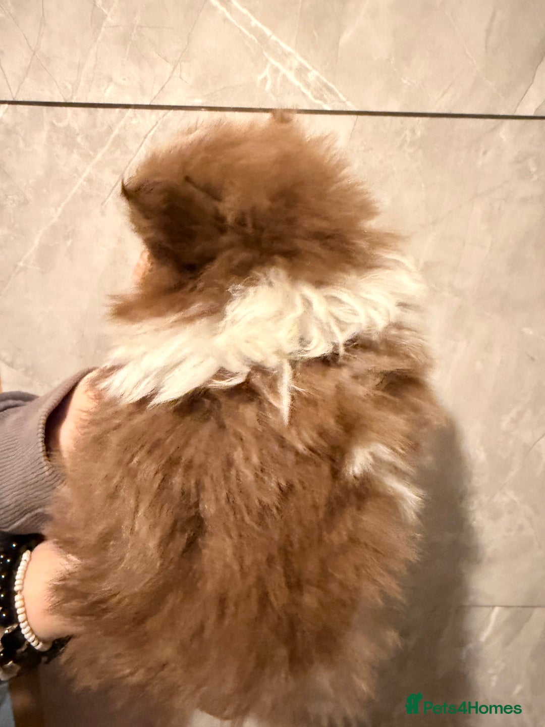 Pomeranian dogs for sale: Micro poms   - Advert 6