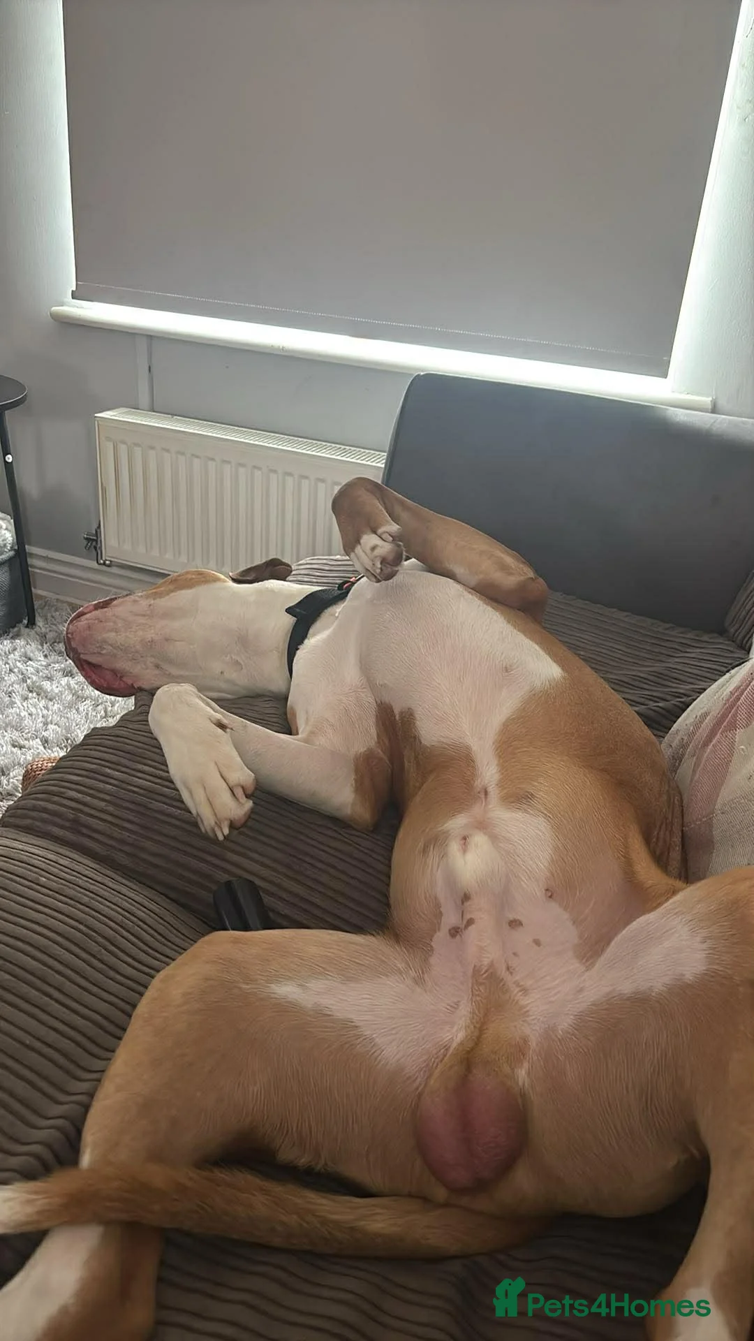 Mixed Breed dogs for sale: 💙Urgent for his forever home💙 - Advert 2