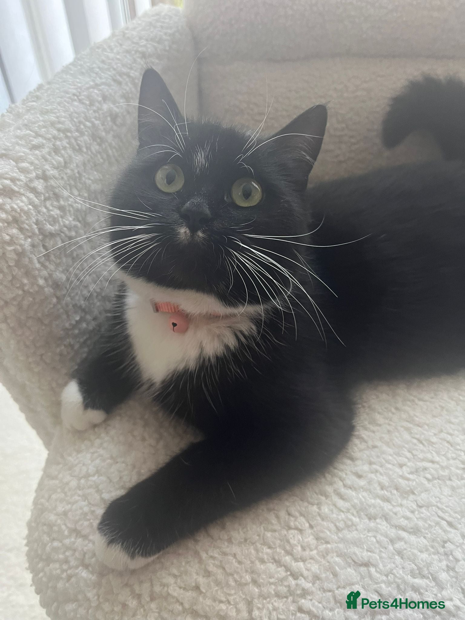 Domestic Shorthair cats Minnie 7 month affectionate rescue kitten 💖 - Advert 7