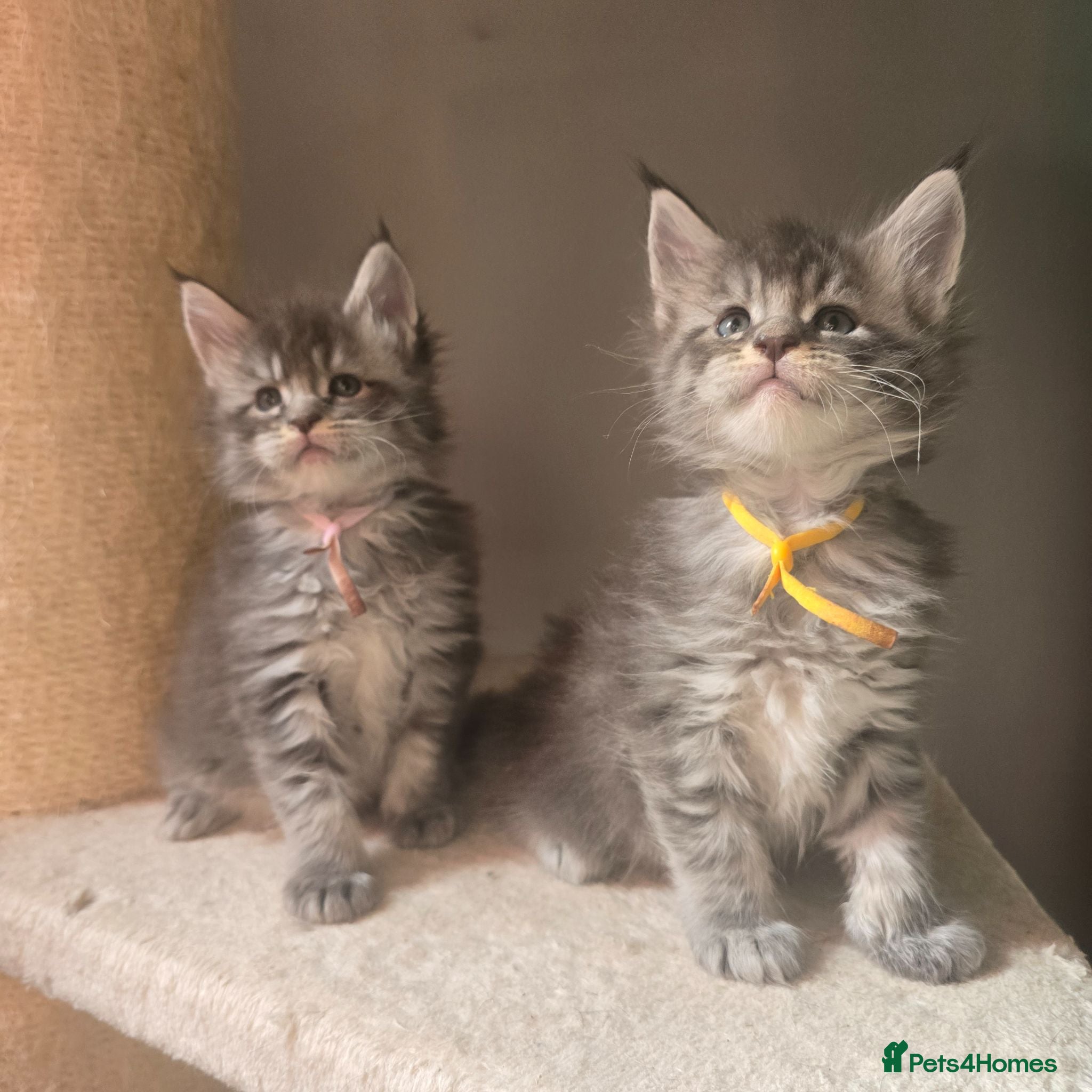 Maine Coon cats tica registered mainecoon kittens shaded line - Advert 5