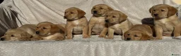 Labrador Retriever dogs for sale: Beautiful litter of KC reg Labrador puppies  - Advert 12