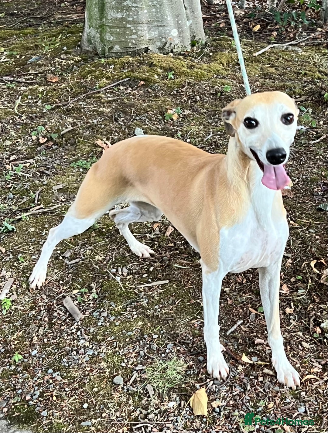 Whippet dogs for sale: Beautiful, gentle, friendly Whippet Girls  - Image 1